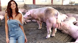 The Future of Pig Breeding Genetic Modifications