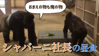 シャバーニ社長の昼食風景🦍✨/東山動物園