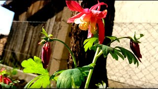 (Bahçemizdeki çiçekler) (Flowers of my garden)