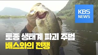 ‘생태계 파괴 주범’ 배스와의 전쟁 / KBS뉴스(News)