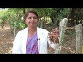 medicinal plants documentary shatavari asparagus racemosus willd.