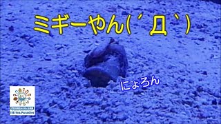 【お魚関連】最後まで見て欲しい！（伊勢シーパラダイス／水族館）