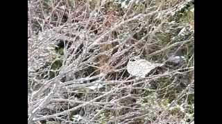 エゾライチョウ　蝦夷雷鳥　HazelGrouse　Tetrastes bonasia