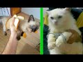 BEST CAT MEMES COMPILATION OF 2020 PART 33 (FUNNY CATS)