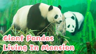 Giant Pandas Enjoy Their Mansion At Guangzhou Zoo | iPanda