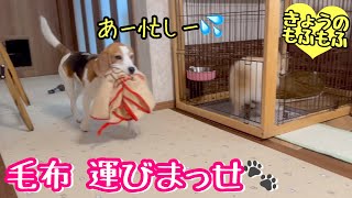 お気に入りの毛布を一瞬ど忘れする犬【ビーグルさつきとポメ梵天】