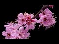 FLOWERS timelapse, cherry blossom, rose, daffodil, orchid, tulip