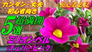 【花】ミリオンベル(チェリーピンク）の育て方・植え付け