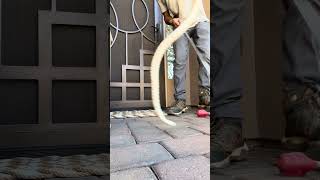 BIG SNAKE WAS HIDING INSIDE THE METAL THRESHOLD BELOW THE FRONT DOOR