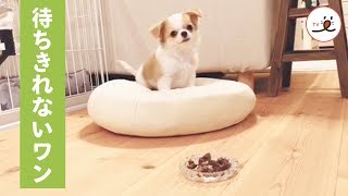 「おいしそうだなぁ💕」 待ちきれないワンコ、高速でしっぽフリフリ🐶【PECO TV】