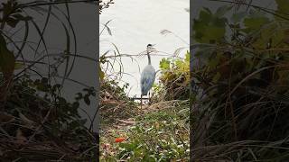 왜가리  Grey Heron  苍鹭