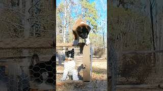 Escape Artist #dog #americanakita #akita #doglover #pets #animals #cute