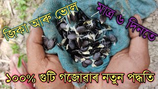 জিকা আৰু ভোলৰ গুটি কেনেকৈ গজাব পাৰি , jika aru bhulor guti kenekoi gojabo