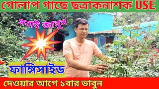 গোলাপ গাছে ফাঙ্গিসাইড USE করার আগে ১টা বার ভেবে দেখুন||অনুরোধ করছি, গাছগুলো নষ্ট করবেন না||