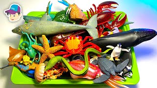 50 Incredible Sea Animals - Dolphin Seal Mantee Lobster Shark Whale Crab Stingray Penguin Turtle Ray