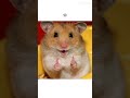 which rat are you rat edit capcut funny relatable likeandsubscribe ￼