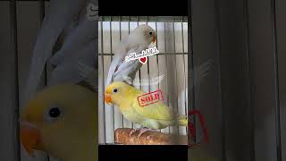 Decino and Blue Pastelino SOLD alhamdulillah #decino #lovebirds #aviculture #birds #parrot #hobby