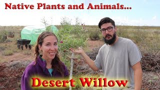 Native Plants and Animals- Desert Willow