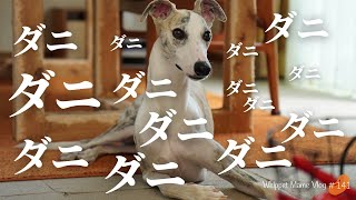 マダニが50匹以上が付いていた話。犬のマダニ予防薬について考える　＃141