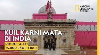 Karni Mata, Kisah Kuil di India yang Dihuni oleh 25.000 Ekor Tikus