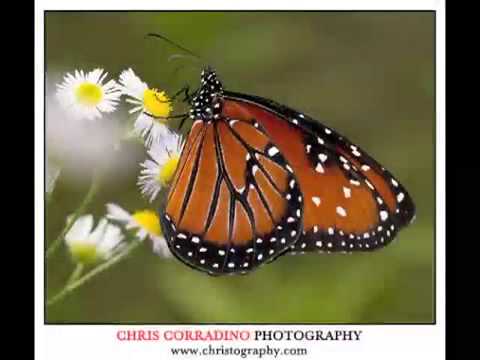 Macro Photography Tutorial - YouTube