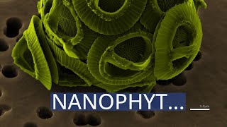 Nanophytoplankton