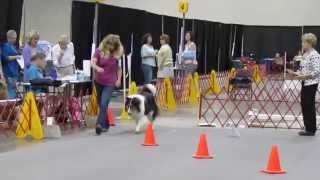 AKC Rally Obedience Advance course and Excellent Course