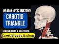 CAROTID TRIANGLE, CAROTID BODY & CAROTID SINUS