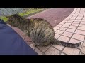 頭突きスリスリはするけどナデナデされるのはちょっと苦手なめっちゃ大人しいサビトラねこ　 diary of visiting cats in japan