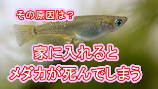 室内に入れるとメダカが死んでしまうというかたへ 滋賀県のメダカ販売店 めだか藁屋 高木正臣