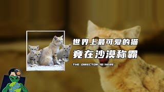 世界上最可爱的猫，竟在沙漠里称霸