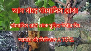 গামোসিস রোগ আম গাছে,এই রোগ থেকে মুক্তির উপায় কি। A TO Z. In mango trees, gamosis disease .