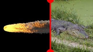 Massive Meteor Explosion \u0026 How Did Dinosaurs Hear? - 7 Days of Science