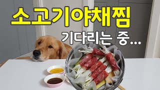 골든리트리버 소고기야채찜 먹방 / 세이로무시 st. 강아지 건강식 / Steamed Beef and Vegetables for Dog