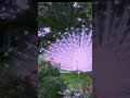 white peacock ♥️🤍♥️ shorts youtube shorts 🔥 whitepeacock discovery