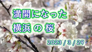 2023年、横浜の桜 も 満開に