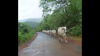 Disciplined cows , funny cows