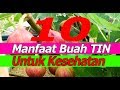 10 manfaat buah tin untuk kesehatan