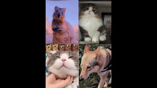 TikTok (ティックトック)  かわいいペットたち　犬と猫の可愛い瞬間　癒し動画　抖音 萌宠　可爱的小猫小狗，可爱到爆了，超级治愈