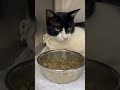 ⑥日本猫のフェレちゃんの様子