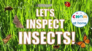 Inspect Insects!