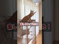 楽しくなってきたニャー！😸｜peco 茶トラ 保護猫 愛猫家 保護猫のいる暮らし redtabby rescuedcat catlover rescuedcatlife