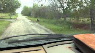 Turkey gobbling at a dog barking