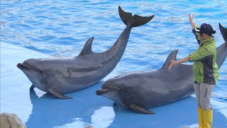 イルカパフォーマンスショー　【名古屋港水族館】Dolphin Port of Nagoya Public Aquarium