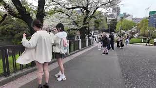 【旅行散步】初訪櫻花滿開靖國神社 #日本 #東京 #旅遊