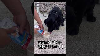 허겁지겁🐶언능 먹고싶은 오월이🤣🤣#래브라도리트리버 #labrador #대형견 #애견밀크 #허겁지겁 #얼른먹자