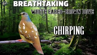 Makapigil hininga Huni nang alimokon  | White Eared brown Dove call