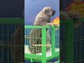 高加索幼犬 高加索 高加索犬 大型猛犬高加索 抖音 10