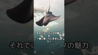 海の優雅な舞者：マンタの驚くべき世界！