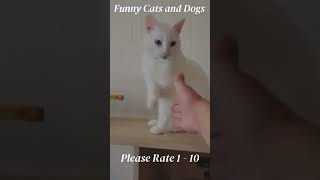 Best funny dogs and cats videos 2023 😺😍#2